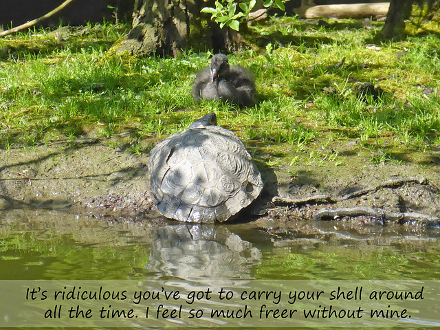 Moorhen chick & Red-eared Slider Turtle - East Blatchington Pond - 5.5.2018