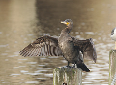 CormorantEF7A009