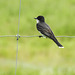 Eastern Kingbird