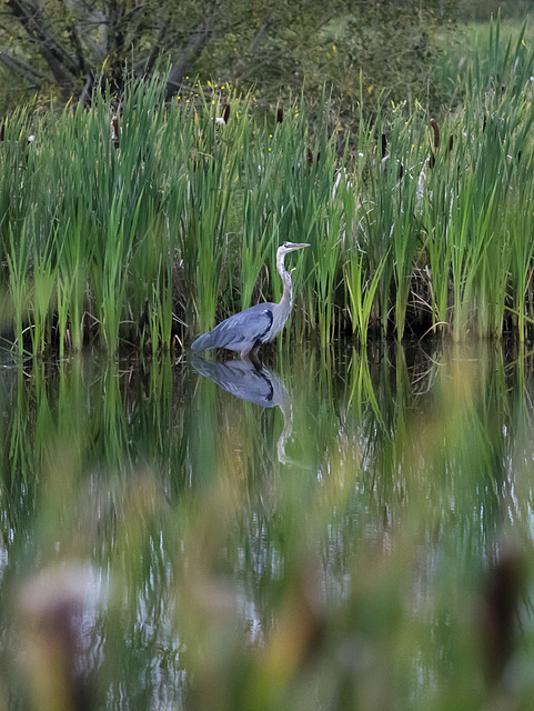 Great Blue Heron 3