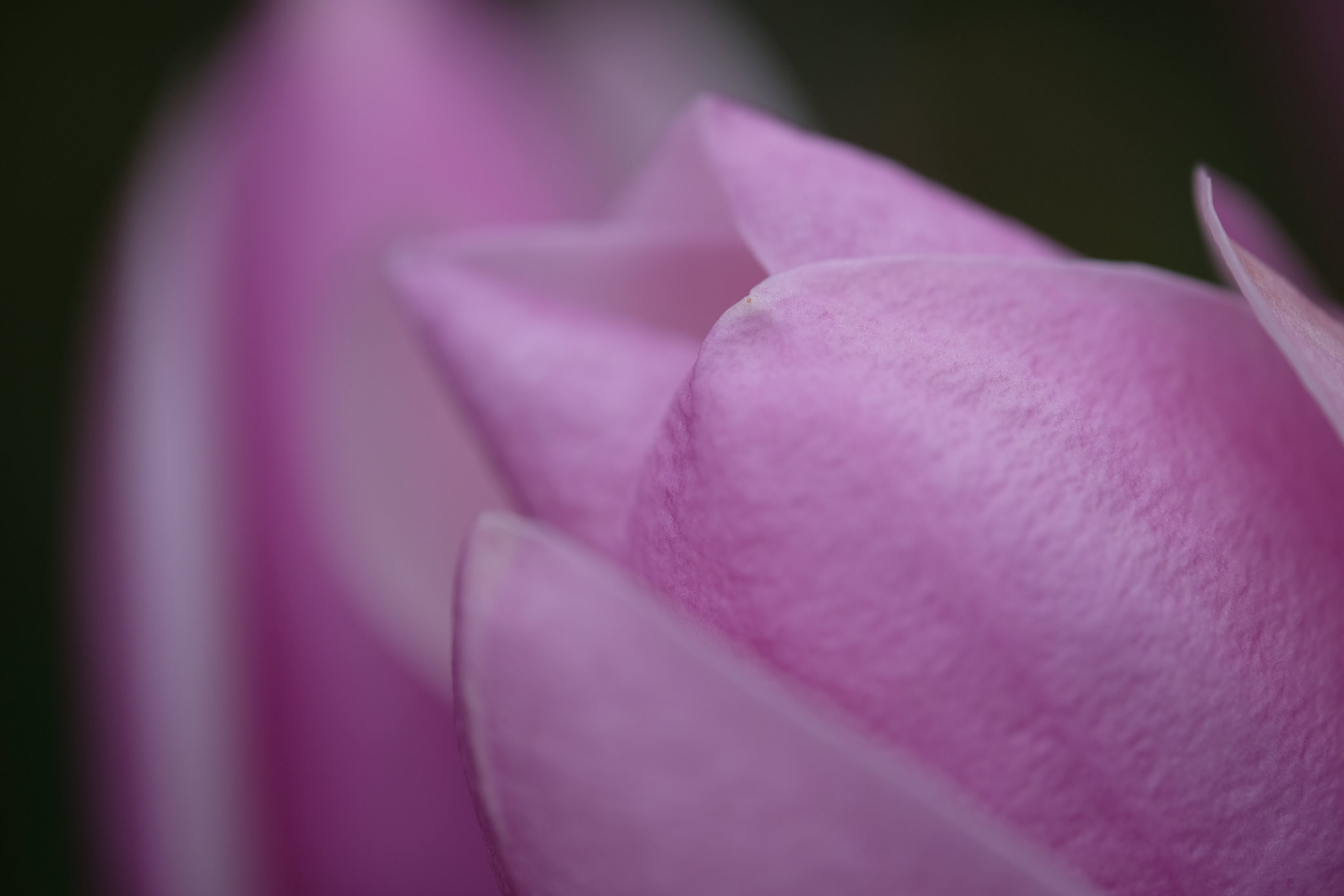 DSCF4716
