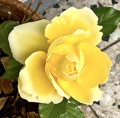 Rose, Foto von heute