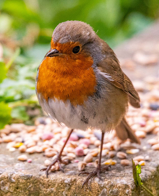 Robin