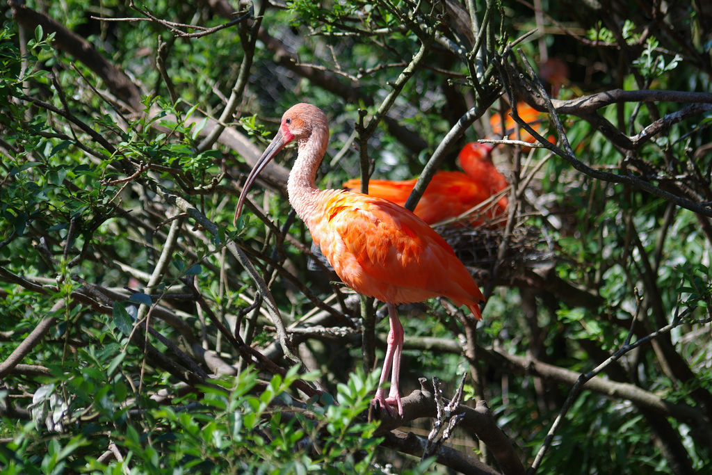 Orange !