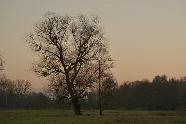 Lonely meadow and trees