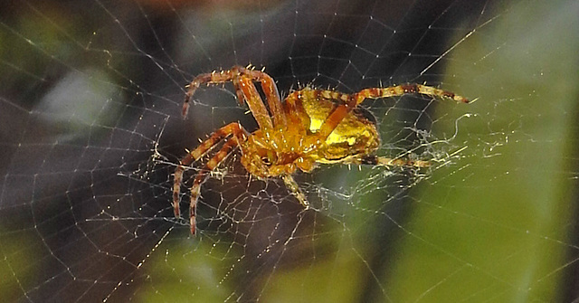 20240806 0635CPw [D~LIP] Gartenkreuzspinne (Araneus diadematus), BS