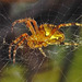 20240806 0635CPw [D~LIP] Gartenkreuzspinne (Araneus diadematus), BS