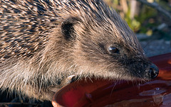 Hedgehog 2