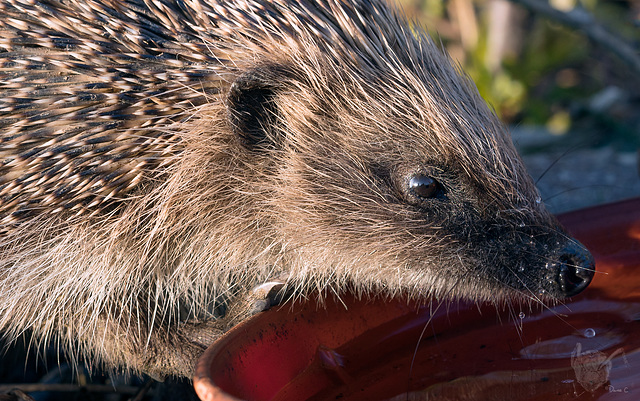 Hedgehog 2 Hedgehog 2