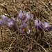 Growing at Pine Coulee Reservoir