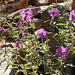 Solanum petrophilum