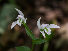 Triphora trianthophora (Three-birds orchids)