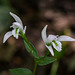 Triphora trianthophora (Three-birds orchids)