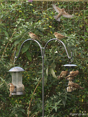 Sparrows on the feeders