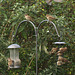 Sparrows on the feeders