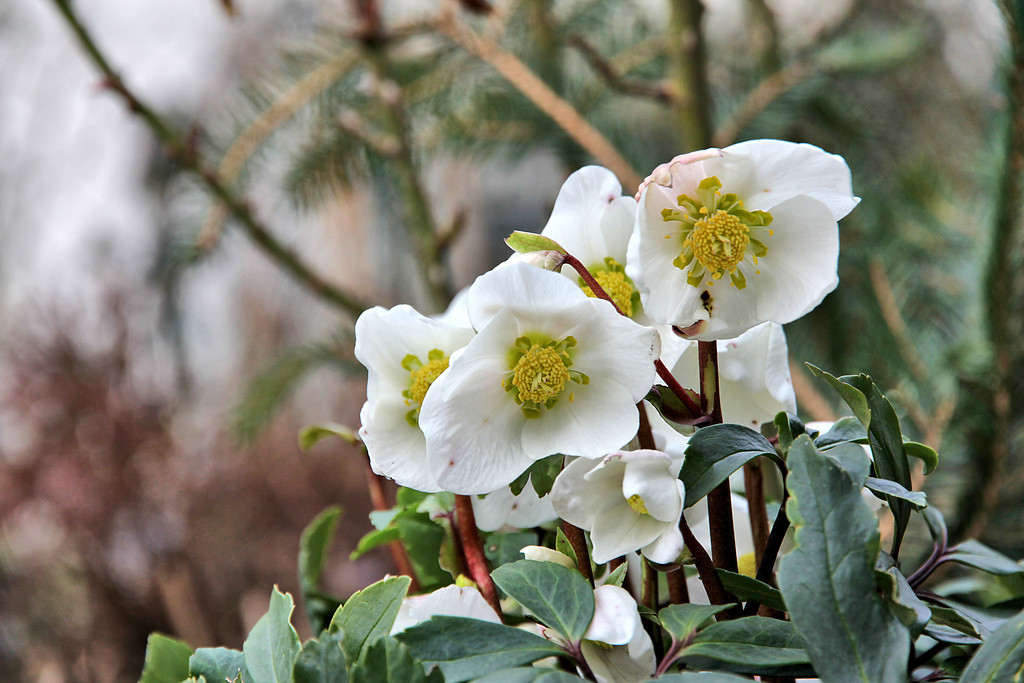 Schneerose, schwarze Nieswurz oder Christrose