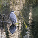 Grey Heron fishing late afternoon in the River Wey