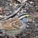 White-throated Sparrow