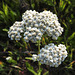 Yarrow