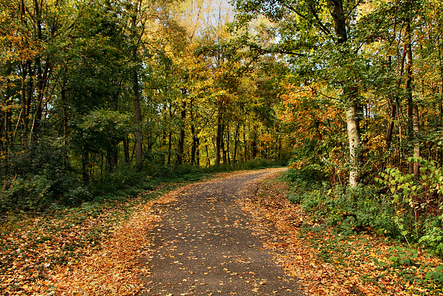 Herbststimmung am Fuß der Halde Hoppenbruch (Herten) / 15.10.2018