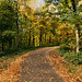 Herbststimmung am Fuß der Halde Hoppenbruch (Herten) / 15.10.2018