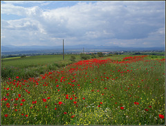 Poppy field, Algete, Madrid Province