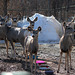 Mule Deer in our yard