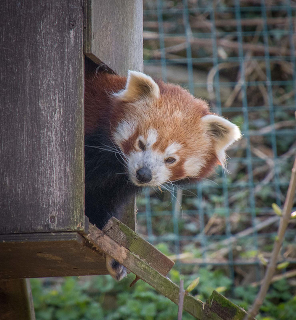 Red Panda