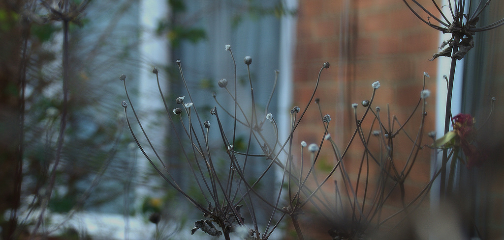 Japanese Anemone