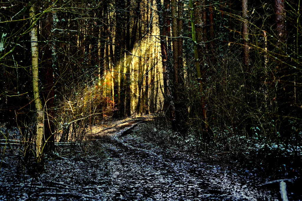 Ein Lichtstrahl im winterlichen Fichtenforst - A ray of light in a winter spruce forest