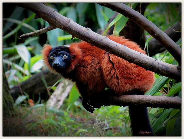 MAKI VARI ROUX ..........Varecia rubra....Bon dimanche !