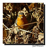 Cache-cache avec Robin ...