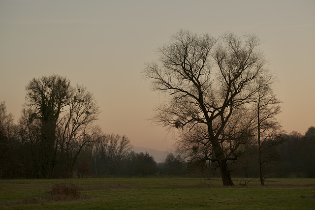 Lonely meadow and trees