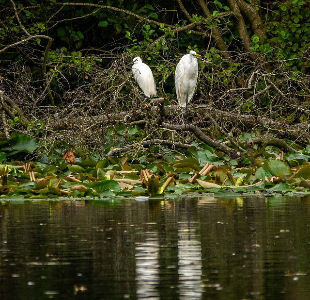 Great white egret and a little egret