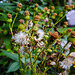 20240806 0639CPw [D~LIP] Jakobs-Greiskraut (Jacobaea vulgaris), BS