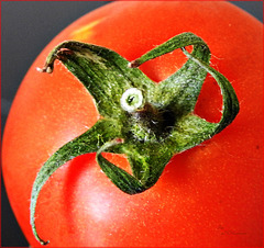 Tomate, Paradeiser,
