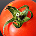 Tomate, Paradeiser,