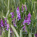 Vicia tenuifolia