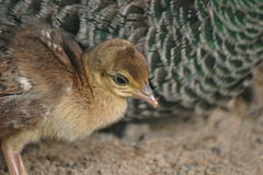 young Peafowl