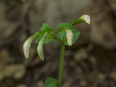 Triphora trianthophora (Three-birds orchids) buds to bloom on the next wave