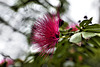 Semi Silhouette – Brooklyn Botanic Garden, New York, New York