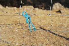 Penedos, Blue rope L1000903