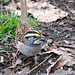 White-throated Sparrow