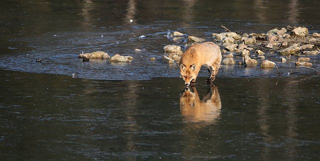 renard 'embrassant son double 01-2017