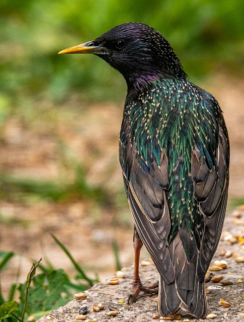 Starling