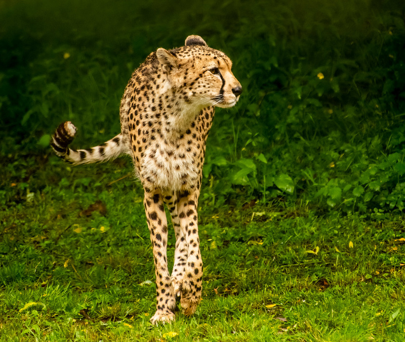 Cheetah