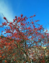 Baies d'automne**************