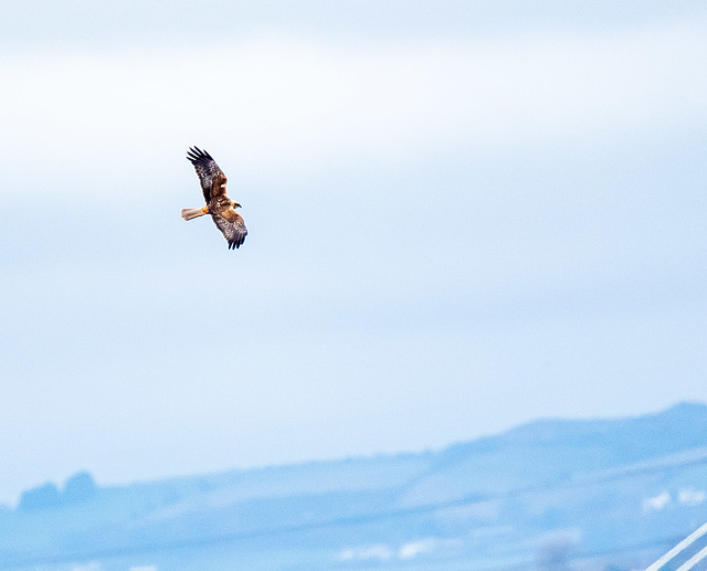 Marsh harrier