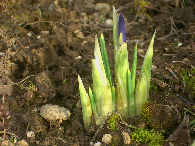 2009 February 21 - iris in dirt