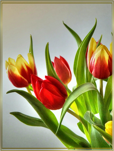 Tulips for the weekend... ©UdoSm